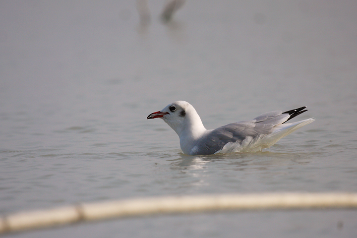 La pesca del gabbiano